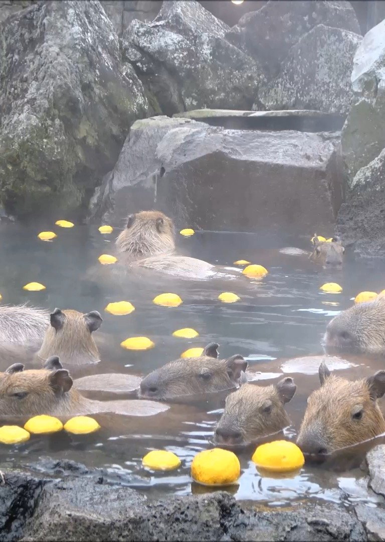 🌵 이즈 샤보텐 동물공원 이미지 3